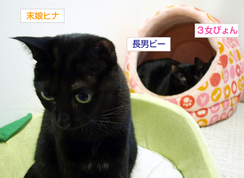 黒猫ばかり並んでます_a0389088_17195781.jpg