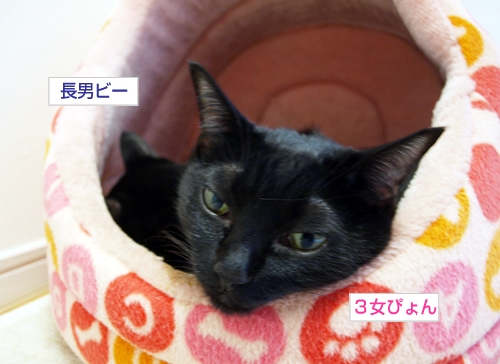 黒猫ばかり並んでます_a0389088_17195783.jpg