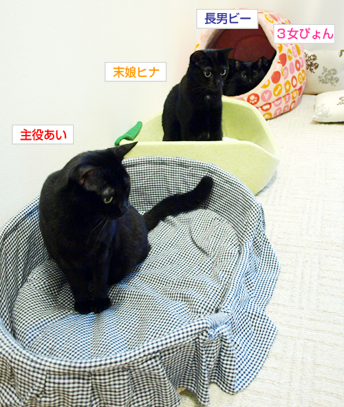 黒猫ばかり並んでます_a0389088_17195886.jpg