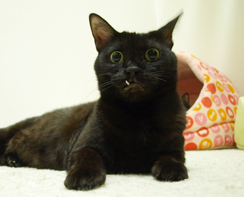 鼻血必須の猫写真_a0389088_17200026.jpg