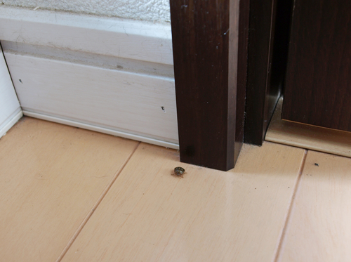 気になるけど…けど…_a0389088_17200410.jpg