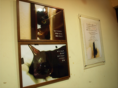 主役は猫!_a0389088_17200582.jpg