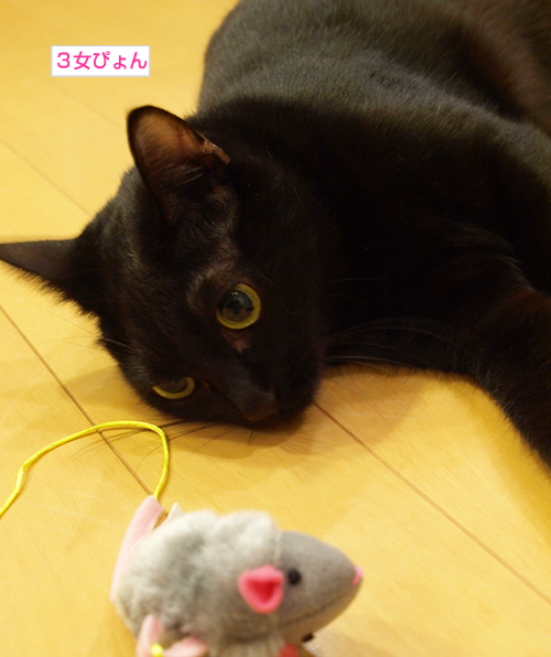 うるおう我が家_a0389088_17200698.jpg