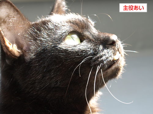トロ猫_a0389088_17200762.jpg