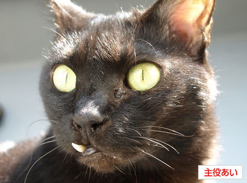 トロ猫_a0389088_17200763.jpg
