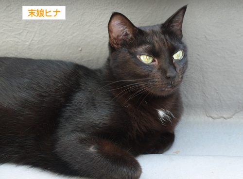 トロ猫_a0389088_17200776.jpg