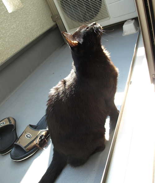 トロ猫_a0389088_17200792.jpg