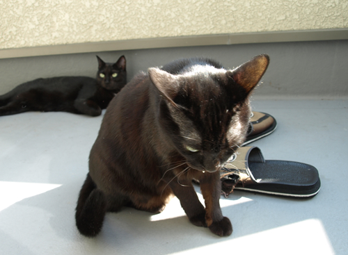 トロ猫_a0389088_17200801.jpg