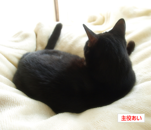 スクープ!!目薬失踪事件と妊娠疑惑_a0389088_17201021.jpg