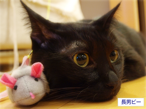 愛しのネズ公_a0389088_17201110.jpg