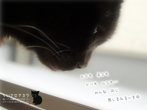 【壁紙付】のんびりずむ_a0389088_17201234.jpg