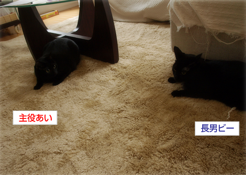 祭りの日_a0389088_17201525.jpg