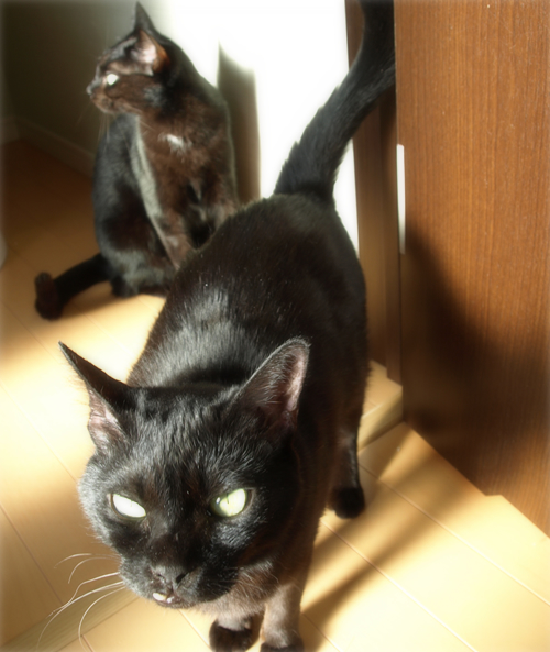 猫の連れション_a0389088_17201805.jpg