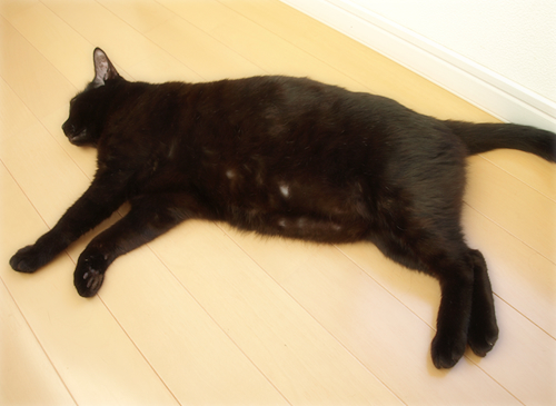猫の連れション_a0389088_17201810.jpg