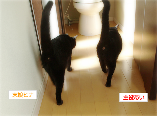 猫の連れション_a0389088_17201841.jpg