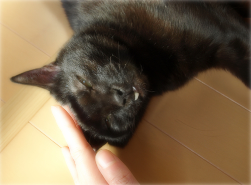 猫の連れション_a0389088_17201859.jpg