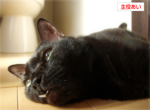猫の連れション_a0389088_17201873.jpg