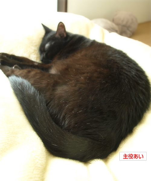 眠り姫の魔法_a0389088_17202009.jpg