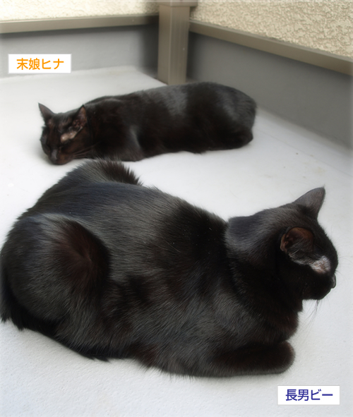 眠り姫の魔法_a0389088_17202156.jpg