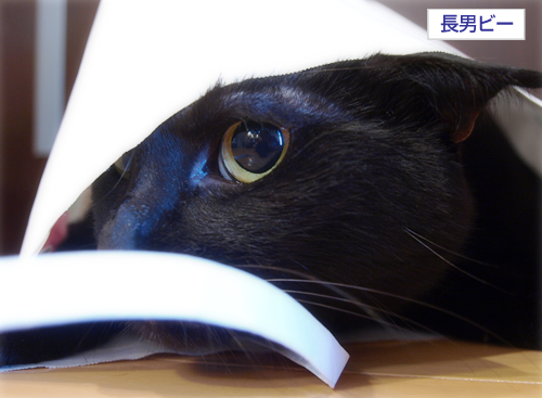 いつでもどこでも…〇〇_a0389088_17202294.jpg