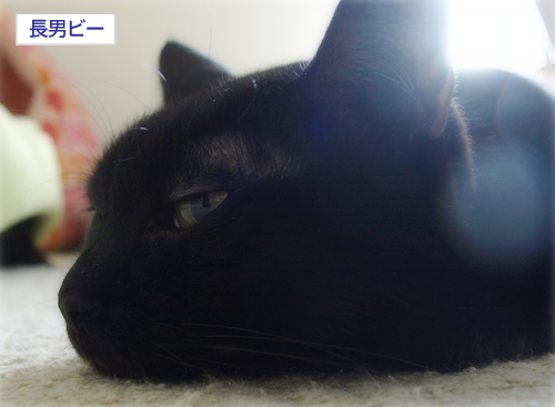 裏切り者の猫たち_a0389088_17202517.jpg