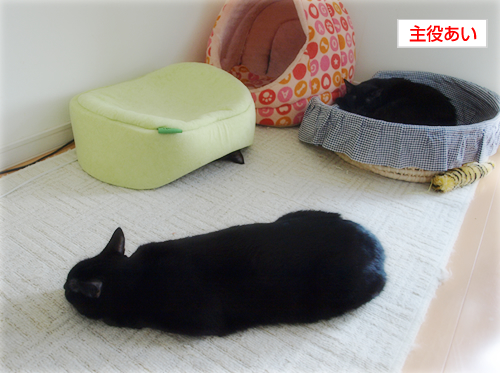 裏切り者の猫たち_a0389088_17202535.jpg