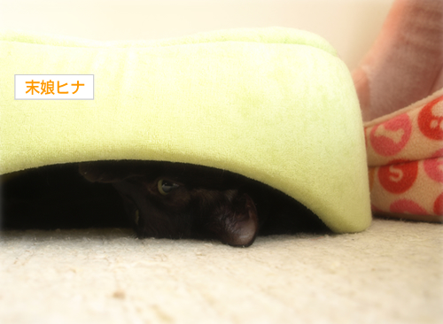 裏切り者の猫たち_a0389088_17202539.jpg