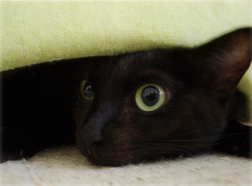 裏切り者の猫たち_a0389088_17202603.jpg