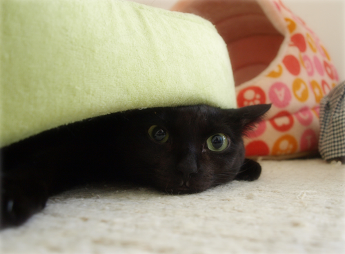 裏切り者の猫たち_a0389088_17202614.jpg
