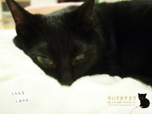 【壁紙】縁の糸_a0389088_17205859.jpg