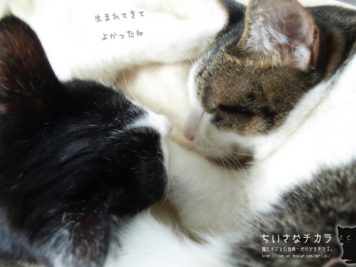 【壁紙】縁の糸_a0389088_17205980.jpg