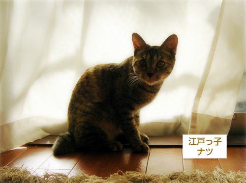 東京から「あけおめなンだヨ!」_a0389088_17212037.jpg
