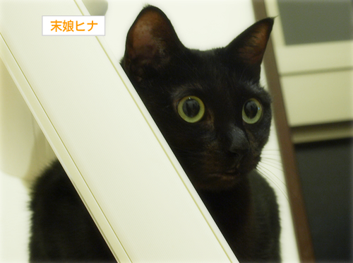 黒猫式、愛のある出迎え_a0389088_17214111.jpg