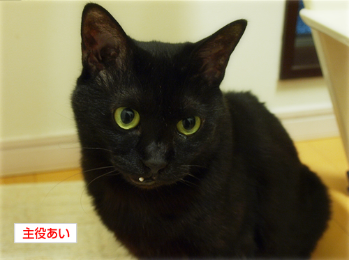 黒猫式、愛のある出迎え_a0389088_17214124.jpg