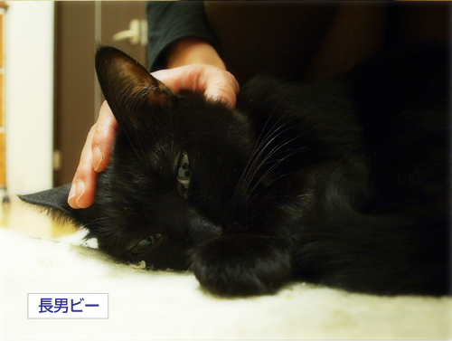 黒猫式、愛のある出迎え_a0389088_17214199.jpg