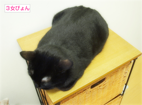 朝のドッキリ_a0389088_17224397.jpg
