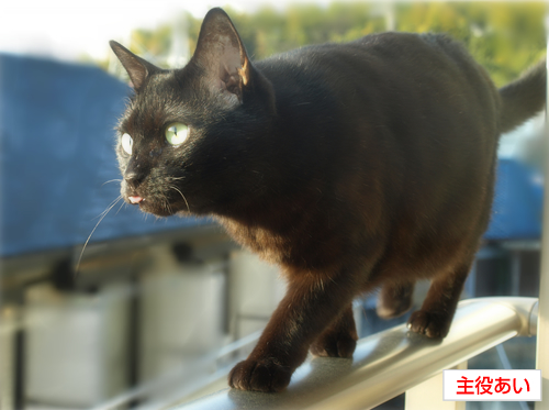 心臓に悪い_a0389088_17224523.jpg