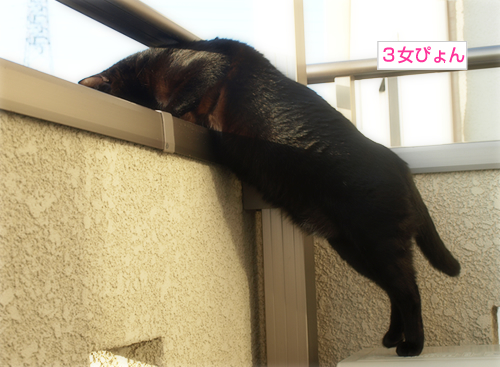 心臓に悪い_a0389088_17224537.jpg