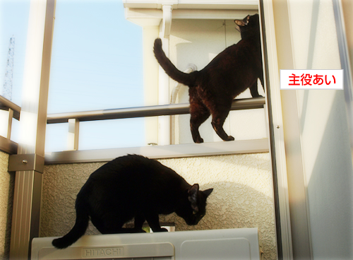 心臓に悪い_a0389088_17224542.jpg