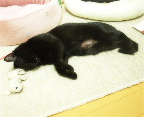 あたりまえだと思ってた明日_a0389088_17224613.jpg