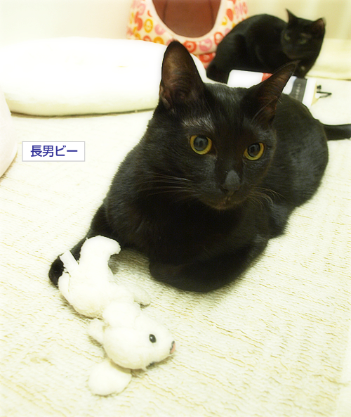 あたりまえだと思ってた明日_a0389088_17224634.jpg
