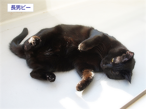 勇気をください_a0389088_17224696.jpg