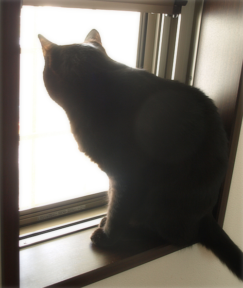 病気ってなんだ?_a0389088_17224747.jpg