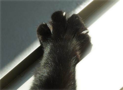 白でも黒でもない答え(オマケ:抗癌治療について・1)_a0389088_17224984.jpg