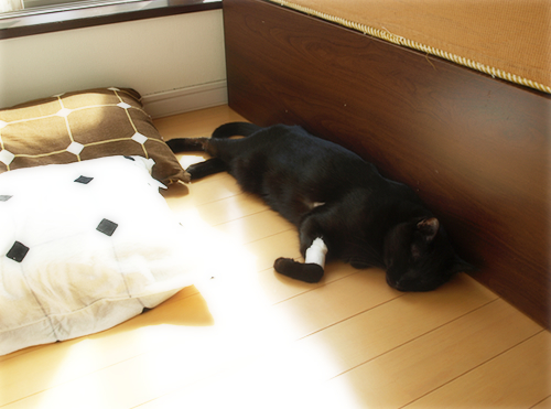白でも黒でもない答え(オマケ:抗癌治療について・1)_a0389088_17225032.jpg