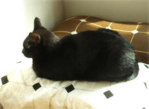 白でも黒でもない答え(オマケ:抗癌治療について・1)_a0389088_17225069.jpg