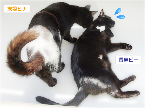 抗癌治療をするということ(オマケ:抗癌治療について・2)_a0389088_17225152.jpg
