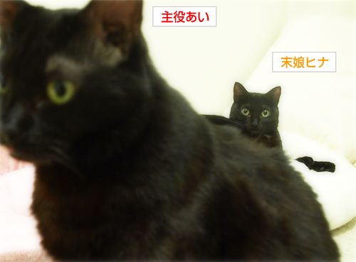リスクと負担(オマケ:抗癌治療について・3)_a0389088_17225216.jpg