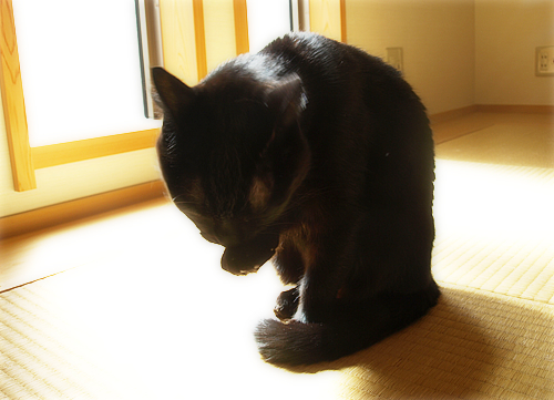 奇跡にまた一歩…_a0389088_17225257.jpg