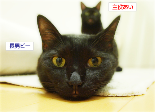 リスクと負担(オマケ:抗癌治療について・3)_a0389088_17225272.jpg